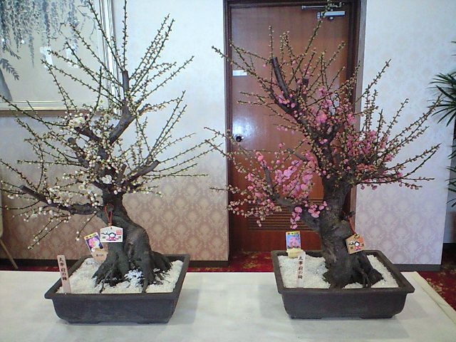 http://www.kameido5.com/blog/CA3A0808.JPG