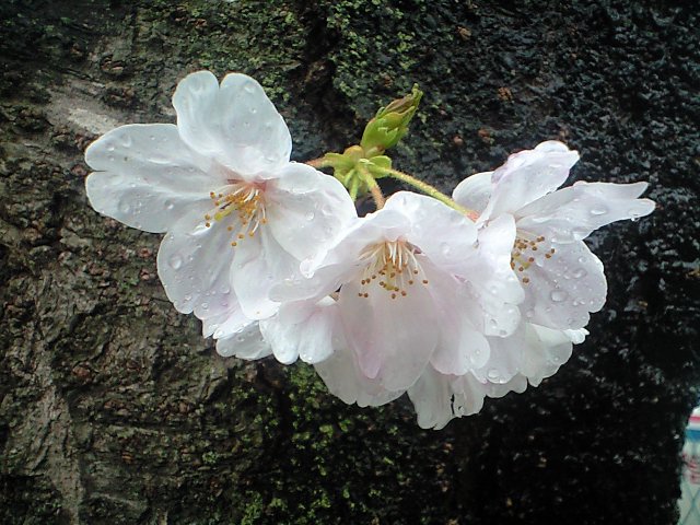 http://www.kameido5.com/blog/CA3A0980.JPG