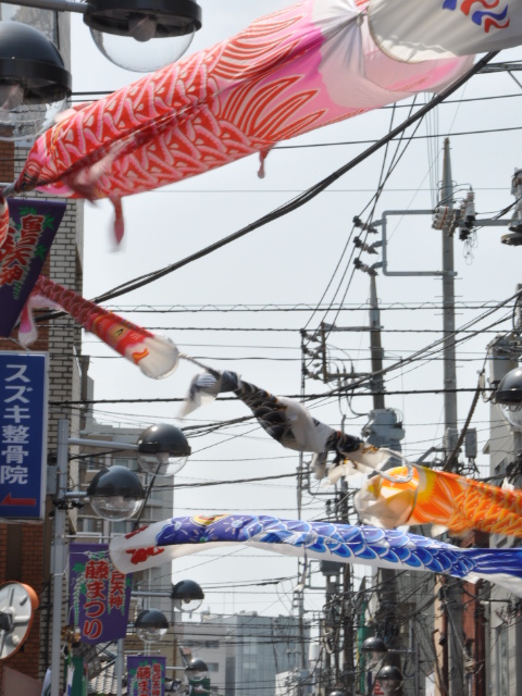 http://www.kameido5.com/blog/SSC_0577.JPG