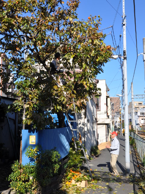 http://www.kameido5.com/blog/SSC_0952.JPG