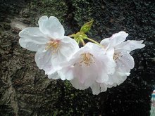 CA3A0980.JPG