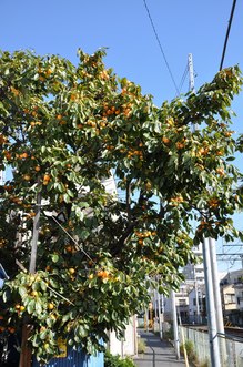 DSC_2076.JPG