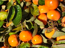 SSC_0953.JPG