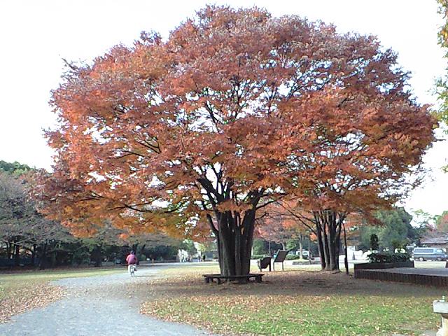 http://www.kameido5.com/map/CA3A0167.JPG