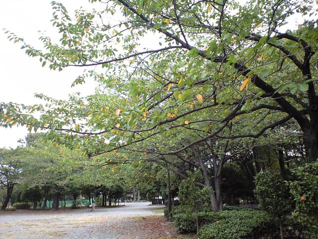 http://www.kameido5.com/map/CA3A0655.JPG