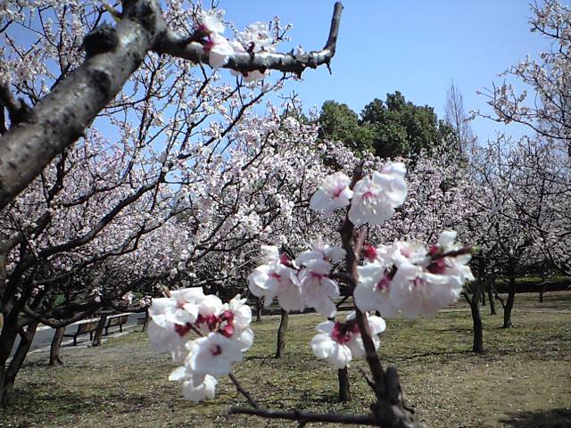 http://www.kameido5.com/map/CA3A0908.JPG
