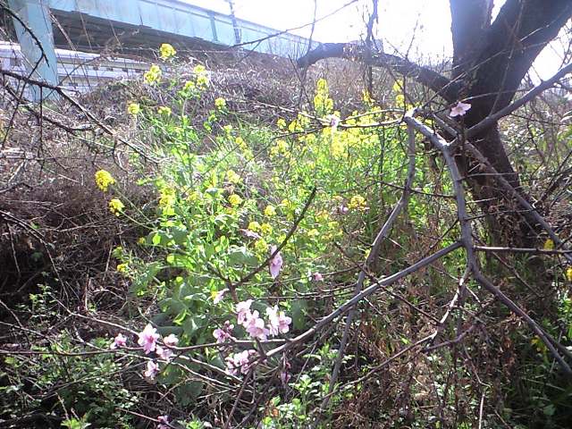 http://www.kameido5.com/map/CA3A0918.JPG