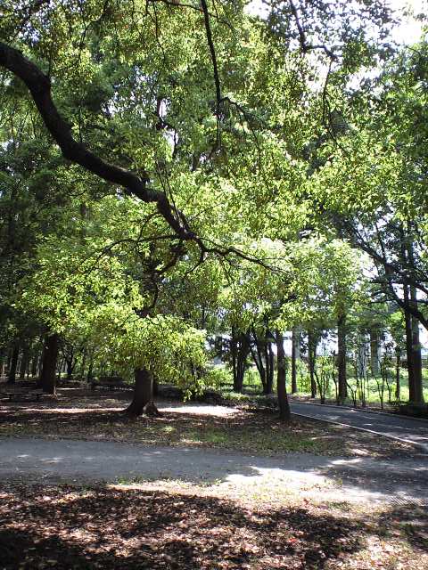 http://www.kameido5.com/map/CA3A1180.JPG