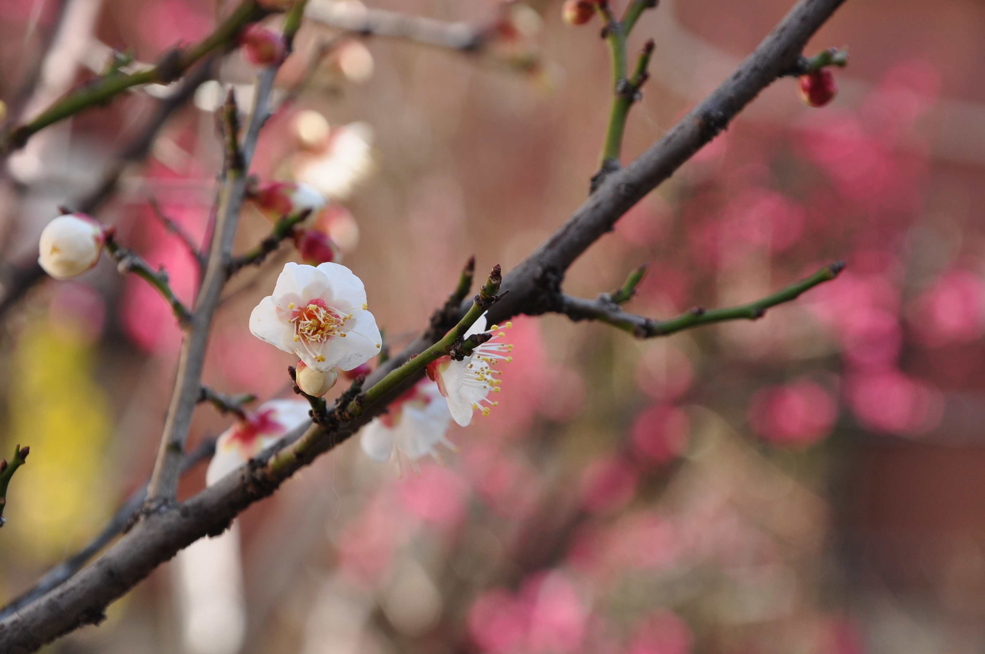 http://www.kameido5.com/map/DSC_0360.JPG