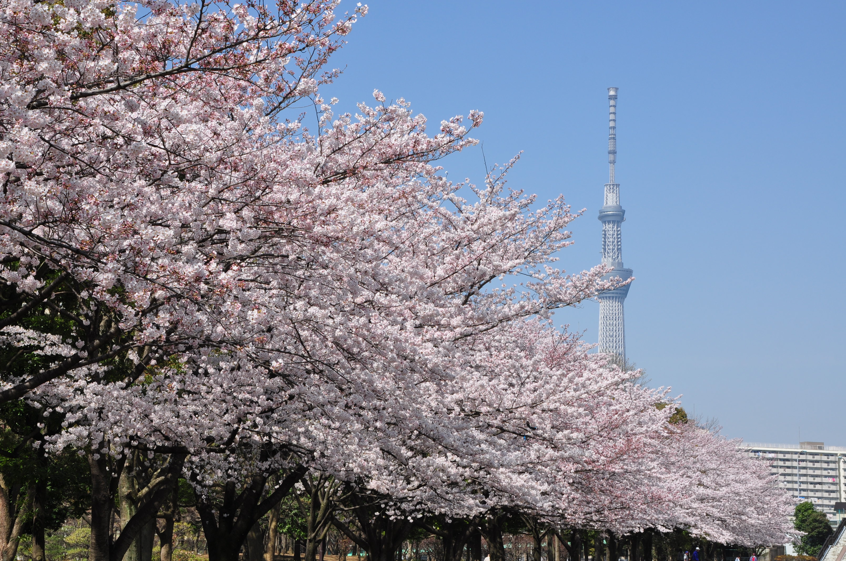 http://www.kameido5.com/map/DSC_1999.JPG