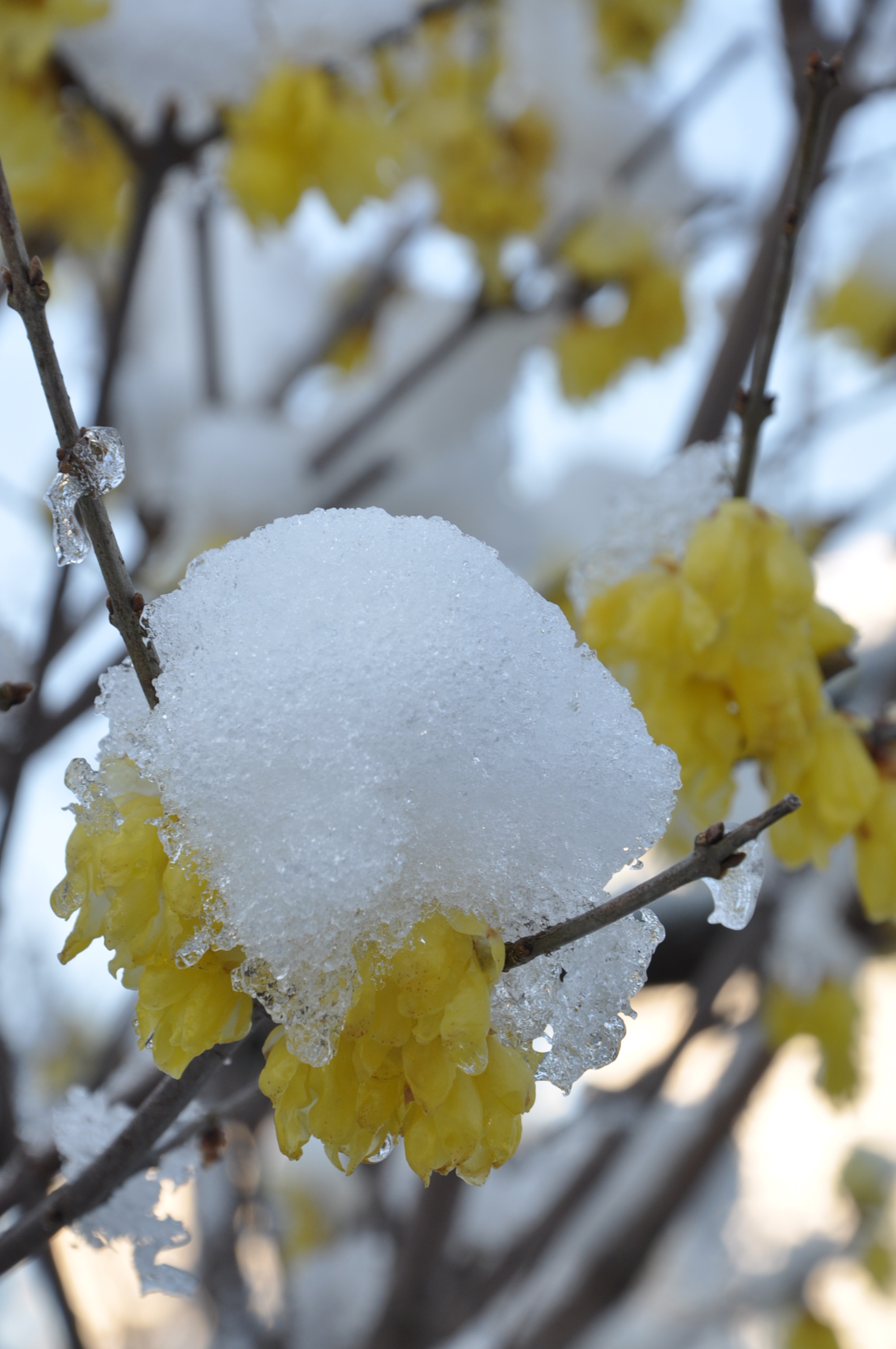 http://www.kameido5.com/map/DSC_5725.JPG