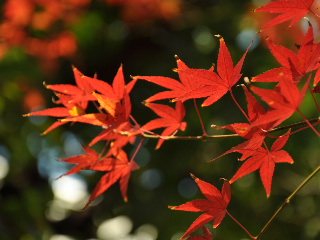 http://www.kameido5.com/map/SSC_0146.JPG