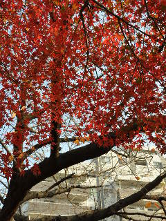 http://www.kameido5.com/map/SSC_0147.JPG