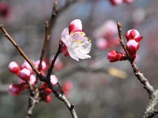 http://www.kameido5.com/map/SSC_1357.JPG