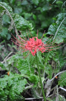 DSC_1767.JPG