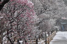 CSC_0218.JPG
